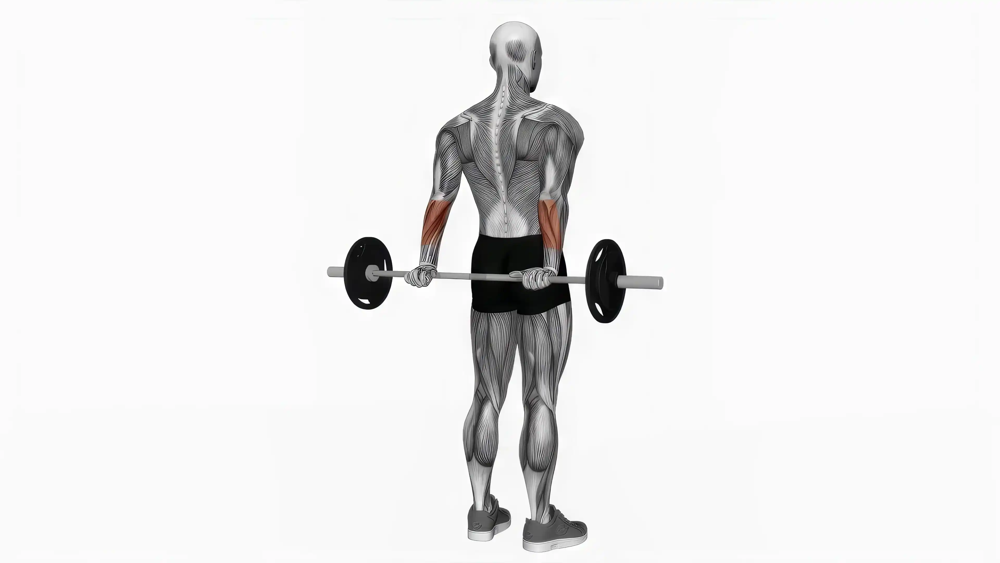 Dumbbell Lying Pronation Rotation (On Floor)